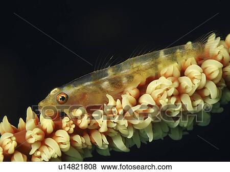 Stock Photo - Goby (Bryaninops sp. ) on a wire coral. Wakatobi, Onemobaa Island, Indonesia (rr). Fotosearch