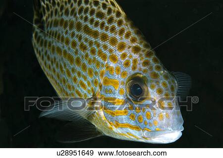 Gold-spotted Sweetlips (Plectorhinchus flavomaculatus) Dumaguete, s Island, Philippines View Large Photo Image Stock Photo - Gold-spotted Sweetlips (Plectorhinchus flavomaculatus) Dumaguete, s Island, Philippines. Fotosearch