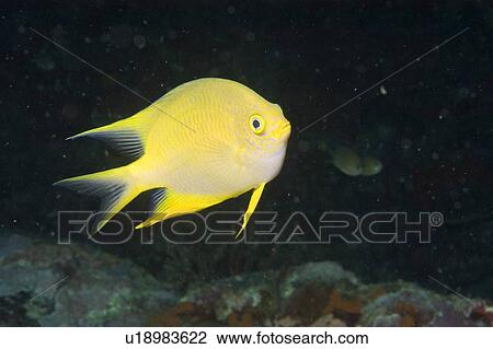 Stock Image - Golden Damsel (Amblyglyphidodon aureus). Borneo, Malaysia. Fotosearch
