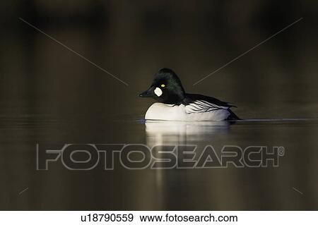 Golden Eye Drake Duck (Bucephala clangula) against dark trees head on. Highlighted by late evening sunshine. Argyll, Scotland View Large Photo Image Stock Photo - Golden Eye Drake Duck (Bucephala clangula) against dark trees head on. Highlighted by late evening sunshine. Argyll, Scotland. Fotosearch
