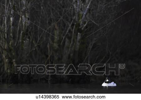 Stock Photography - Golden Eye Drake Duck (Bucephala clangula) against dark trees. Highlighted by late evening sunshine. Fotosearch