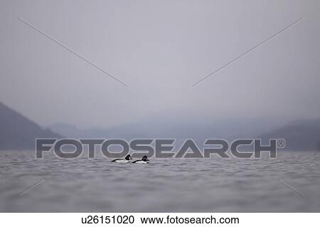 Stock Image - Goldeneye Duck (Bucephala clangula), drakes swimming with hills in background. Argyll, Scotland, UK. Fotosearch