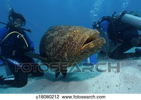 Stock Image - Goliath grouper, Epinephelus itajara, observed by diver, Molasses Reef, Key Largo, Florida, USA, Atlantic Ocean. Fotosearch