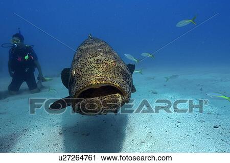 Stock Image - Goliath grouper, Epinephelus itajara, Molasses Reef, Key Largo, Florida, USA, Atlantic Ocean. Fotosearch