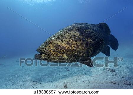 Stock Photo - Goliath grouper, Epinephelus itajara, Molasses Reef, Key Largo, Florida, USA, Atlantic Ocean. Fotosearch