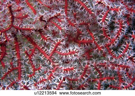 Picture - Gorgonian soft coral close-up, Rongelap, Marshall Islands, Micronesia. Fotosearch