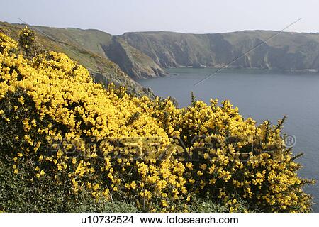 Gorse in Sark, UK View Large Photo Image Picture - Gorse in Sark, UK. Fotosearch