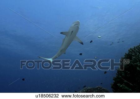 Gray reef shark, Carcharhinus amblyrhynchos, approaches reef to get cleaned by wrasse, Truk lagoon, Chuuk, Federated States of Micronesia, Pacific. (rr) View Large Photo Image Stock Image - Gray reef shark, Carcharhinus amblyrhynchos, approaches reef to get cleaned by wrasse, Truk lagoon, Chuuk, Federated States of Micronesia, Pacific. (rr). Fotosearch