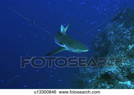 Gray reef shark, Carcharhinus amblyrhynchos, Jaboan, Rongelap, Marshall Islands, Micronesia View Large Photo Image Stock Photograph - Gray reef shark, Carcharhinus amblyrhynchos, Jaboan, Rongelap, Marshall Islands, Micronesia. Fotosearch