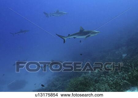 Gray reef sharks, Carcharhinus amblyrhynchos, glide over reef, Chuuk, Federated States of Micronesia, Pacific View Large Photo Image Picture - Gray reef sharks, Carcharhinus amblyrhynchos, glide over reef, Chuuk, Federated States of Micronesia, Pacific. Fotosearch