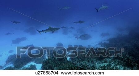 Gray reef sharks, Carcharhinus amblyrhynchos, glide over reef, Chuuk, Federated States of Micronesia, Pacific View Large Photo Image Picture - Gray reef sharks, Carcharhinus amblyrhynchos, glide over reef, Chuuk, Federated States of Micronesia, Pacific. Fotosearch