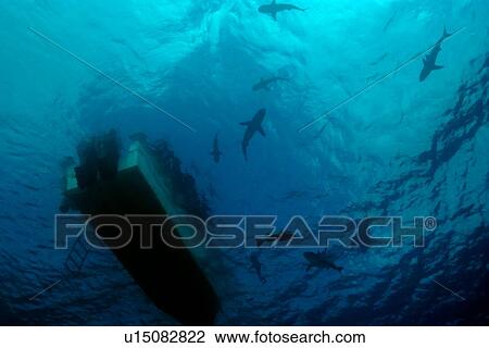 Gray reef sharks, Carcharhinus amblyrhynchos, circle under boat, Truk lagoon, Chuuk, Federated States of Micronesia, Pacific. (rr) View Large Photo Image Stock Image - Gray reef sharks, Carcharhinus amblyrhynchos, circle under boat, Truk lagoon, Chuuk, Federated States of Micronesia, Pacific. (rr). Fotosearch