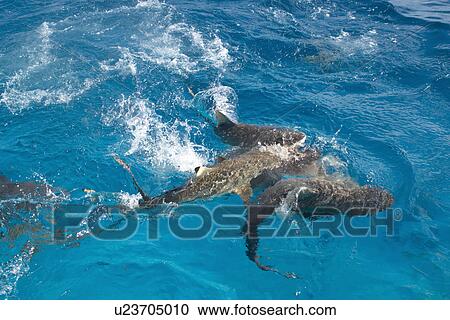 Stock Image - Gray reef sharks, Carcharhinus amblyrhynchos, swim near surface attracted by food, Chuuk, Federated States of Micronesia, Pacific. Fotosearch