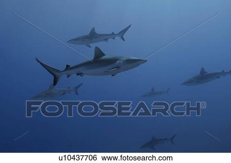 Gray reef sharks, Carcharhinus amblyrhynchos, glide over reef, Chuuk, Federated States of Micronesia, Pacific. (rr) View Large Photo Image Stock Photograph - Gray reef sharks, Carcharhinus amblyrhynchos, glide over reef, Chuuk, Federated States of Micronesia, Pacific. (rr). Fotosearch