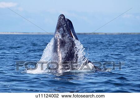 Stock Image - Gray whale calf breaching with water pouring from open mouth. San Ignacio Lagoon, Baja, Mexico.. Fotosearch