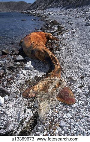 Stock Image - Gray Whale Calf, Eschrichtius robustus, dead with fishing net around flukes, Isla Tiburon, Sonora, Mexico. Fotosearch