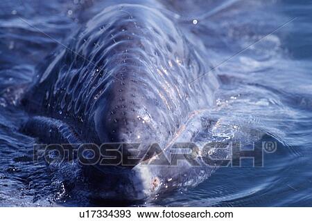 Stock Image - Gray whale calf head detail showing bristles. San Ignacio Lagoon, Baja, Mexico.. Fotosearch