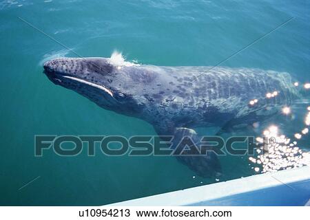 Stock Image - Gray whale calf surfacing near boat. San Ignacio Lagoon, Mexico.. Fotosearch