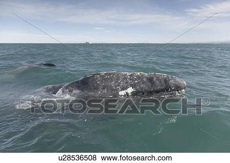 Stock Photo - Gray Whale (Eschrichtius robustus). San Ignacio Lagoon, Baja California, Mexico.. Fotosearch
