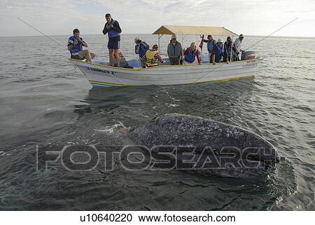 Stock Image - Gray whale (Eschrichtius robustus). Tourists photogrpah a gray whale that is circling their boat. Mexico.. Fotosearch