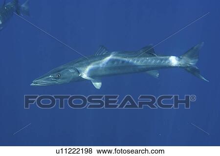 Great barracuda (Sphyraena barracuda). St. Peter and St. Paul's rocks, Brazil, Atlantic Ocean View Large Photo Image Stock Photo - Great barracuda (Sphyraena barracuda). St. Peter and St. Paul's rocks, Brazil, Atlantic Ocean . Fotosearch