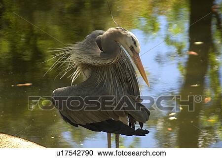 Stock Image - Great blue heron, Ardea herodias, Homosassa Springs Wildlife State Park, Florida, USA. (rr). Fotosearch