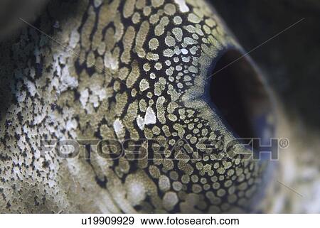Great Clam (Tridacna maxima), detail of large clam showing exhalant syphon of mantle brown and beige colour, Red Sea, Egypt View Large Photo Image Stock Photo - Great Clam (Tridacna maxima), detail of large clam showing exhalant syphon of mantle brown and beige colour, Red Sea, Egypt. Fotosearch
