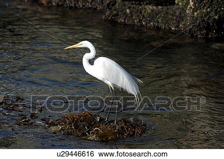Great egret (Ardea alba) standing on kelp. National marine sanctuary, Monterey bay, California Pacific ocean, USA. View Large Photo Image Stock Photograph - Great egret (Ardea alba) standing on kelp. National marine sanctuary, Monterey bay, California Pacific ocean, USA.. Fotosearch