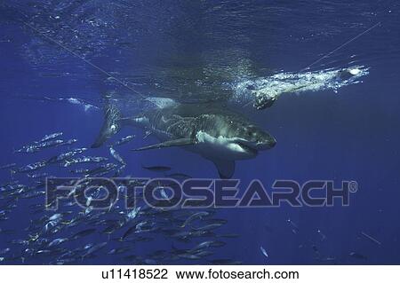 Great White Shark (Carcharodon carcharias). Isla Guadalupe, Mexico, Central America (rr) View Large Photo Image Stock Image - Great White Shark (Carcharodon carcharias). Isla Guadalupe, Mexico, Central America (rr). Fotosearch