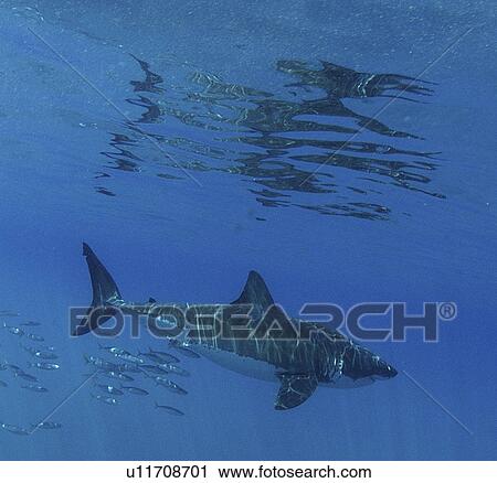 Great White Shark (Carcharodon Carcharias) swimming with shoal of fish. Isla Guadalupe, Mexico. View Large Photo Image Stock Image - Great White Shark (Carcharodon Carcharias) swimming with shoal of fish. Isla Guadalupe, Mexico.. Fotosearch