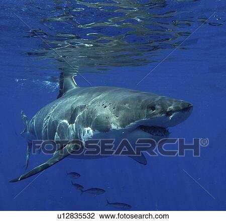 Great White Shark (Carcharodon Carcharias) swimming with shoal of fish. Isla Guadalupe, Mexico. View Large Photo Image Stock Image - Great White Shark (Carcharodon Carcharias) swimming with shoal of fish. Isla Guadalupe, Mexico.. Fotosearch