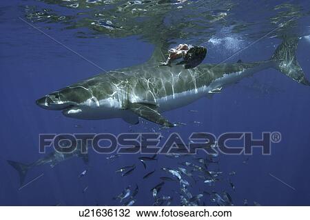 Stock Image - Great White Shark (Carcharodon carcharias) Two, swimming with soal of fish. Isla Guadalupe, Mexico, Central America. Fotosearch