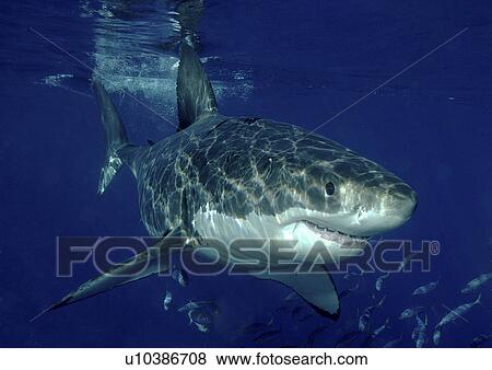 Stock Photo - Great White Shark (Carcharodon Carcharias) swimming with shoal of fish. Isla Guadalupe, Mexico.. Fotosearch