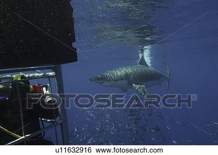 Stock Photograph - Great White Shark (Carcharodon carcharias) With shoal of fish. Isla Guadalupe, Mexico, Central America (rr). Fotosearch