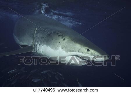 Great White Shark (Carcharodon carcharias) Isla Guadalupe, Mexico, Central America View Large Photo Image Stock Photograph - Great White Shark (Carcharodon carcharias) Isla Guadalupe, Mexico, Central America. Fotosearch