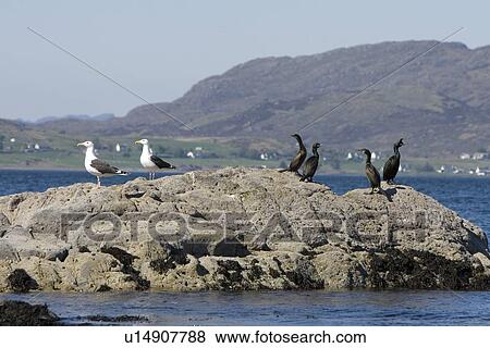 Greater black-backed gull (Larus marinus) and Shag (Phalacrocorax aristotelis) sharing a rock. Hebrides, Scotland. View Large Photo Image Stock Photo - Greater black-backed gull (Larus marinus) and Shag (Phalacrocorax aristotelis) sharing a rock. Hebrides, Scotland.. Fotosearch