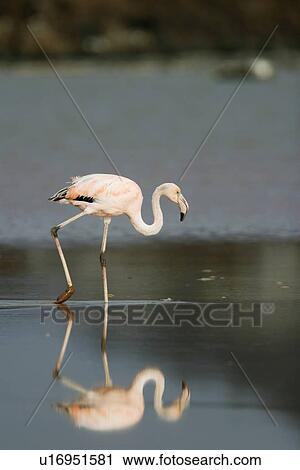 Greater Flamingo (Phoenicopterus ruber) reflected in the calm water lagoon behind Cormorant Point, on Floreana Island in the Galapagos Island Archipeligo. Pacific Ocean. View Large Photo Image Stock Image - Greater Flamingo (Phoenicopterus ruber) reflected in the calm water lagoon behind Cormorant Point, on Floreana Island in the Galapagos Island Archipeligo. Pacific Ocean.. Fotosearch