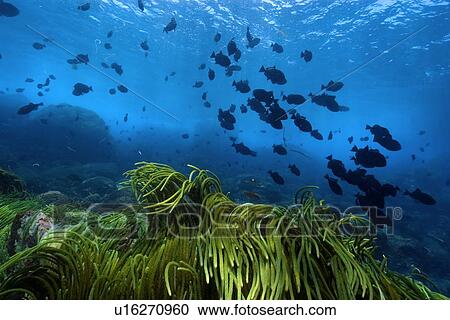 Green algae, Caulerpa racemosa and black durgon, Melichthys niger, schooling, St. Peter and St. Paul's rocks, Brazil, Atlantic Ocean View Large Photo Image Stock Image - Green algae, Caulerpa racemosa and black durgon, Melichthys niger, schooling, St. Peter and St. Paul's rocks, Brazil, Atlantic Ocean. Fotosearch