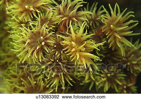 Green Coral (Tubastrea micrantha) detail of open polyps at night, West Escarceo, Puerto Galera, Mindoro, Philippines View Large Photo Image Stock Image - Green Coral (Tubastrea micrantha) detail of open polyps at night, West Escarceo, Puerto Galera, Mindoro, Philippines. Fotosearch