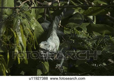 Green Iguana (Iguana iguana). Novo Airao, Amazonas, Brazil View Large Photo Image Stock Photo - Green Iguana (Iguana iguana). Novo Airao, Amazonas, Brazil. Fotosearch