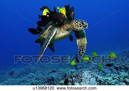 Stock Image - Green sea turtle, Chelonia mydas, gets cleaned by yellow tangs, Zebrasoma flavescens and lined bristletooth, Ctenochaetus striatus, Kailua-Kona, Hawaii, (N. Pacific). Fotosearch