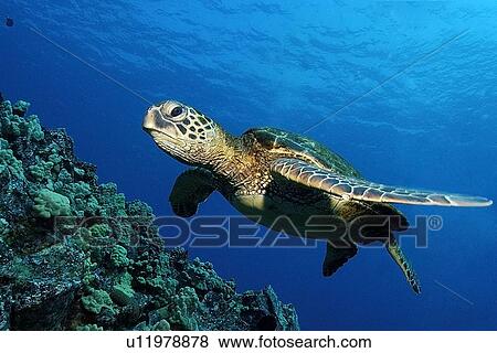 Green sea turtle, Chelonia mydas, Kailua-Kona, Hawaii, (Pacific) View Large Photo Image Stock Photo - Green sea turtle, Chelonia mydas, Kailua-Kona, Hawaii, (Pacific). Fotosearch