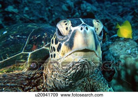 Green sea turtle, head detail, Chelonia mydas, Kailua-Kona, Hawaii (N. Pacific) View Large Photo Image Stock Photo - Green sea turtle, head detail, Chelonia mydas, Kailua-Kona, Hawaii (N. Pacific). Fotosearch