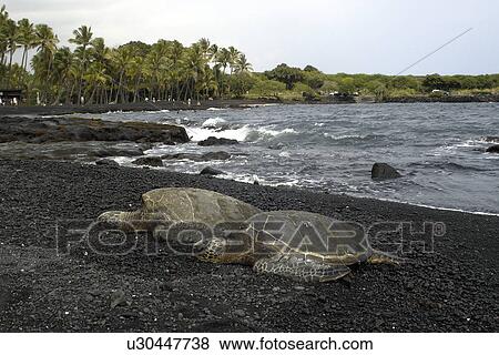 Stock Photo - Green sea turtles, Chelonia mydas, resting on shore, Black Sand Beach, Big Island, Hawaii, USA. Fotosearch