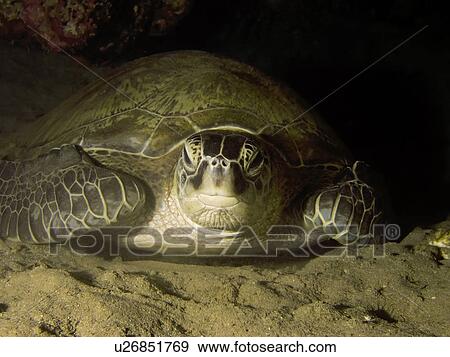 Stock Photo - Green turtle (Chelonia mydas) at night. Species endangered. Na'ama Bay, Sharm El Sheikh, South Sinai, Red Sea, Egypt.. Fotosearch