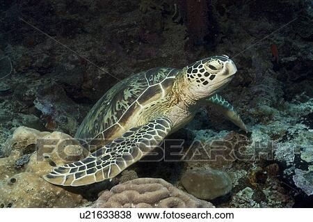 Green Turtle (Chelonia mydas), resting on good corals and facing forwards, Sipidan, Mabul, Malaysia. View Large Photo Image Stock Photo - Green Turtle (Chelonia mydas), resting on good corals and facing forwards, Sipidan, Mabul, Malaysia.. Fotosearch