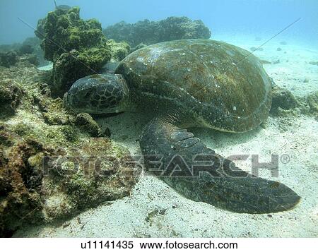 Green turtle (Chelonia mydas) resting. Galapagos. (rr) View Large Photo Image Stock Photography - Green turtle (Chelonia mydas) resting. Galapagos. (rr). Fotosearch
