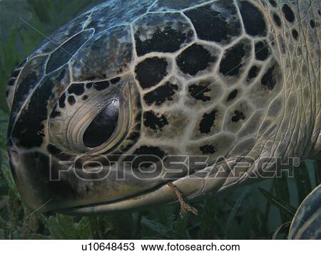 Stock Image - Green turtle (Chelonia mydas). Species Endangered. Na'ama Bay, South Sinai, Red Sea, Egypt.. Fotosearch