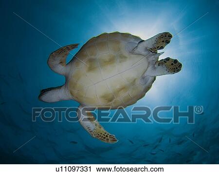 Stock Image - Green turtle (Chelonia mydas). Species Endangered. Marsa Shagra, Marsa Alaam, Red Sea, Egypt. Fotosearch
