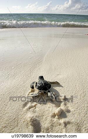 Green turtle (Chelonia mydas) - hatchling returning to the sea only hours old. Bird Island, Seychelles, Indian Ocean View Large Photo Image Stock Photo - Green turtle (Chelonia mydas) - hatchling returning to the sea only hours old. Bird Island, Seychelles, Indian Ocean. Fotosearch